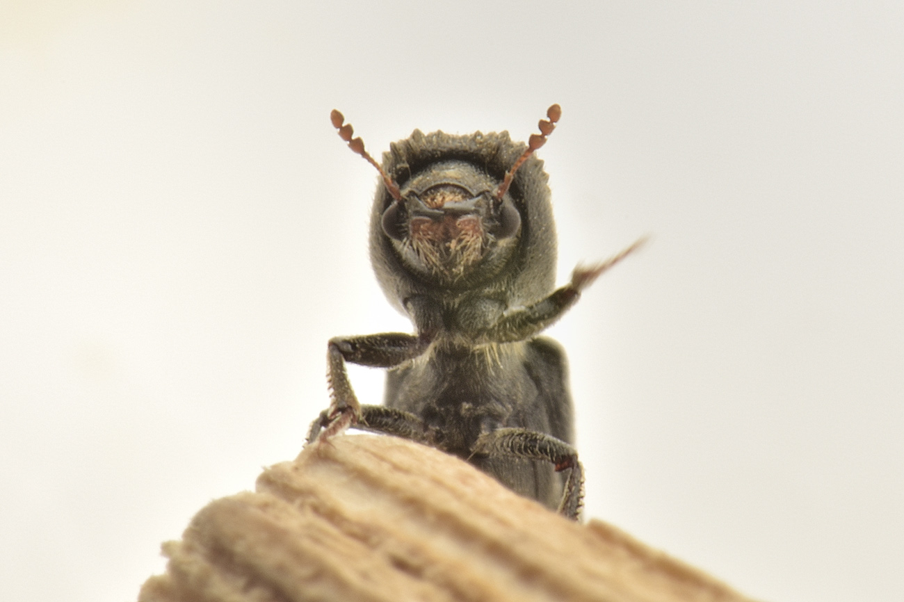 Bostrichidae: Xylopertha sp.? No, Micrapate xyloperthoides